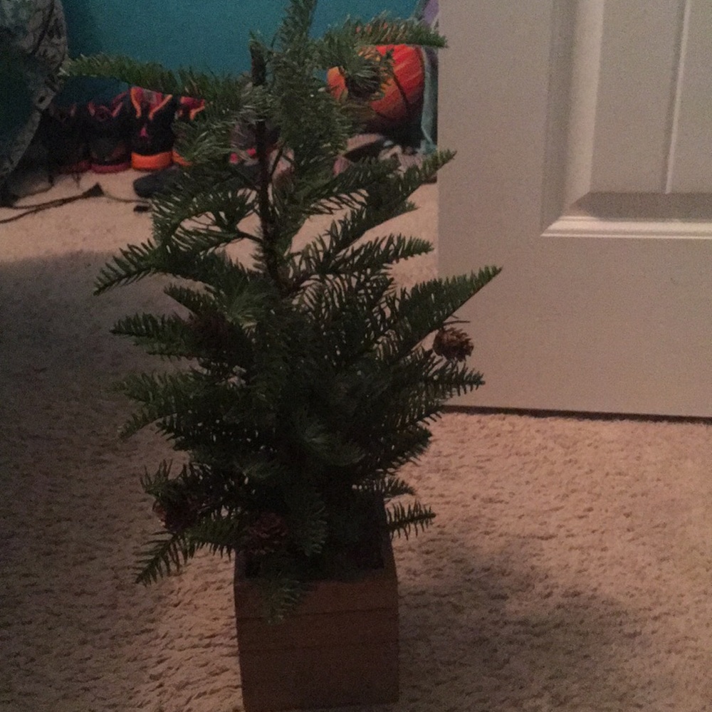 A little pinecone tree